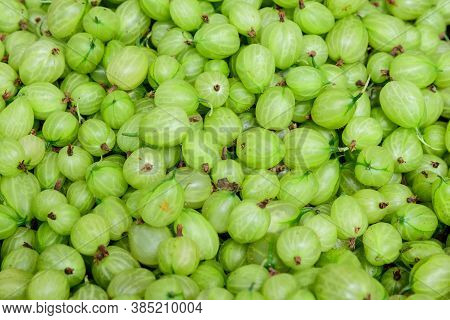 Large Group Of Green Gooseberries In Soft Focus, Latin Name Ribes Uva-crispa Or Ribes Grossularia