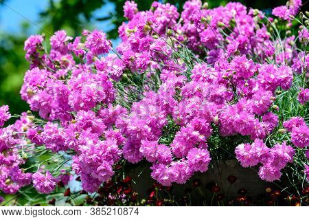 Large Group Of Dianthus Plumarius, Known As The Common Pink, Garden Pink, Or Wild Pink, In A Large G