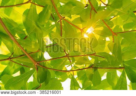 Green Leaves In Nature On  Tree In White Background. Terminalia Ivorensis Chev Tree.