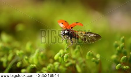 Close-up wildlife of a ladybug in the green grass in the forest. Macrocosm in the wild. Coccinella septempunctata, the seven-spot ladybird, is the most common ladybird in Europe.