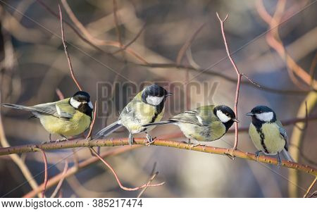 photo of great tits on bush twing