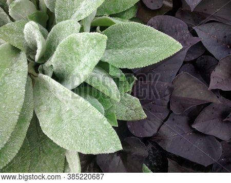Stachys And Alternanthera In The Garden Close-up. Silver-mint And Purple Color.