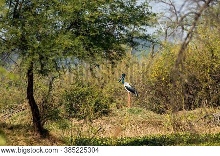 Female Black Necked Stork In Natural Scenic And Picturesque Background Of Keoladeo National Park Or 