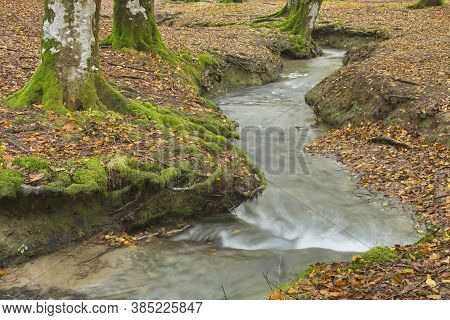 Beech Forest