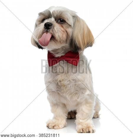 Adorable Shih Tzu puppy sticking out its tongue, wearing bowtie while sitting on white studio background