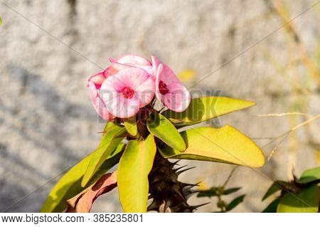 Euphorbia Milii Crown Of Thorns Cactus Plant In Sunlight. It Is A Spiny Shrubs And Cactus Like (shru