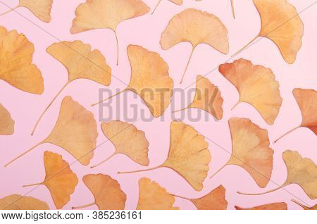 Ginkgo Biloba Leaves Herbarium Isolated On White, Macro