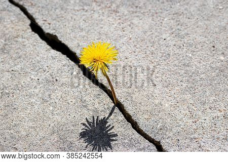 A Yellow Dandelion Flower Growing From A Crack In Concrete Or Cement. The Concept Of Growth, Overcom