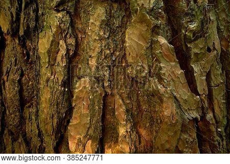 Pine Tree Rind Texture. Aged Patterned Skin Of Pinus Sylvestris. Close Up Picture. Relief Bark Of Ol