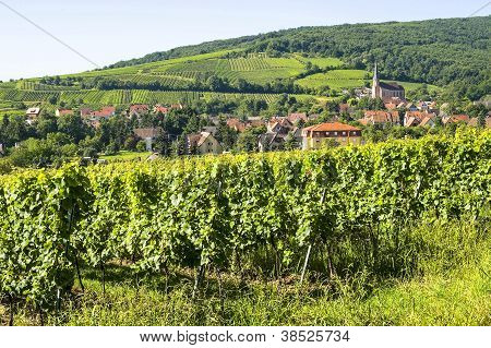 Andlau (Alsazia) - vigneti
