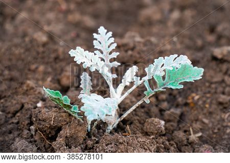 Grey-green Leaves Of The Young Plants Of Cineraria On A Bed In The Garden. Senecio Cineraria. Select