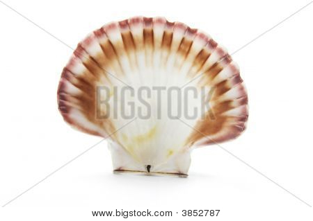 海贝壳