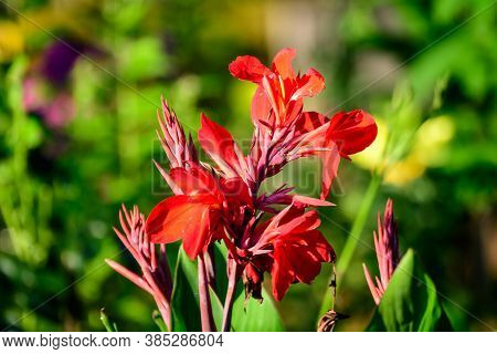 Red Flowers Of Canna Indica, Commonly Known As Indian Shot, African Arrowroot, Edible Canna, Purple 