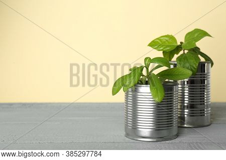 Beautiful Houseplants In Tin Cans On Light Grey Wooden Table. Space For Text