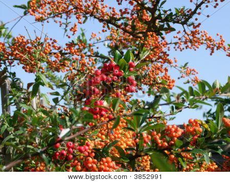 Beeren