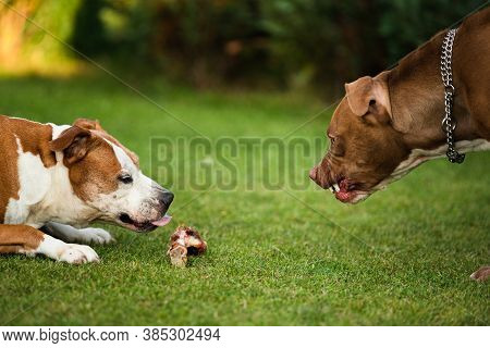Two Dogs Amstaff Terriers Fighting Over Food. Young And Old Dog Agressive Behaviour. Canine Theme