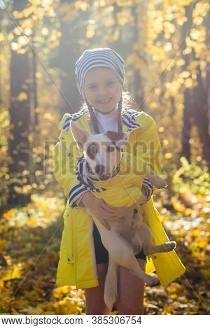 Child Plays With Jack Russell Terrier In Autumn Forest. Autumn Walk With A Dog, Children And Pet Con
