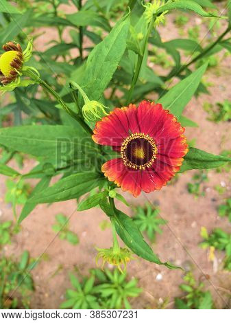 Three Blooming Helenium Perennial Flowers On A Blurred Green Background,cloudly
