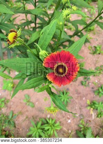 Three Blooming Helenium Perennial Flowers On A Blurred Green Background,cloudly