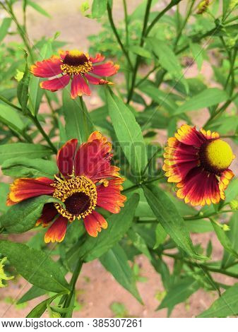 Three Blooming Helenium Perennial Flowers On A Blurred Green Background,cloudly
