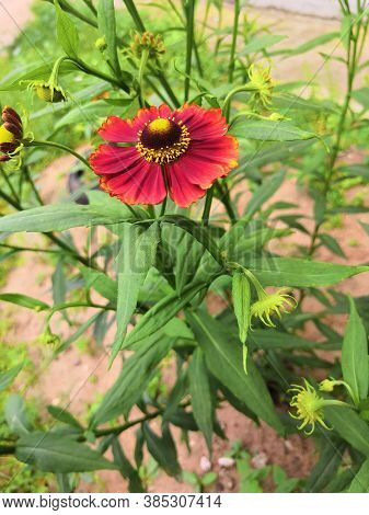 Three Blooming Helenium Perennial Flowers On A Blurred Green Background,cloudly