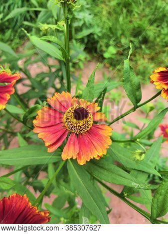 Three Blooming Helenium Perennial Flowers On A Blurred Green Background,cloudly
