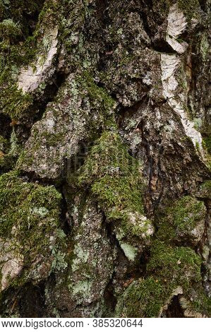 Moss-grown Trunk Of Aged Birch Tree. Close Up Vertical Picture. An Uneven, Gnarled, Bulging, Corruga