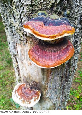 Tree Fungus, Three Fungi Growing On The Surface Of A Tree.