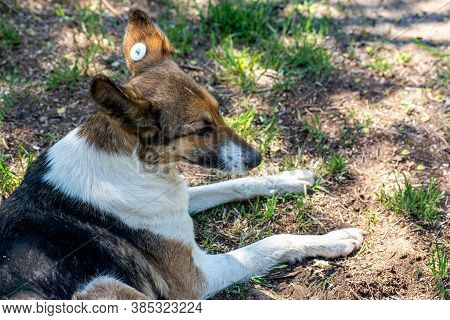A Stray Neutered Dog With A Chip In Its Ear. Sad Mongrel Lying On The Ground. Abandoned Lone Pet On 