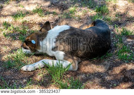 A Stray Neutered Dog With A Chip In Its Ear. Sad Mongrel Lying On The Ground. Abandoned Lone Pet On 