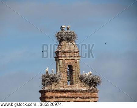Stork Nests With Grown Birds And Young Hatchlings On The Tower Of St. Maria Church In Hospital De Or