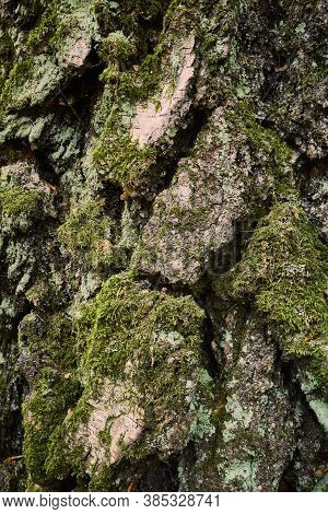 Birch Rind Texture. Moss-grown Trunk Of Aged Birch Tree. Close-up Picture. A Segmental, Split, Strea