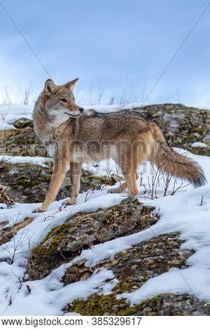 A Coyote searches for a meal in the snowy mountains of Montana.