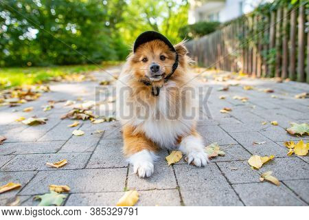 A Close Up Of A Cute Shetland Sheepdog With A Black Cappy