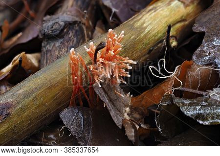 Anthina Flammea Is A Mushroom , Found In Germany