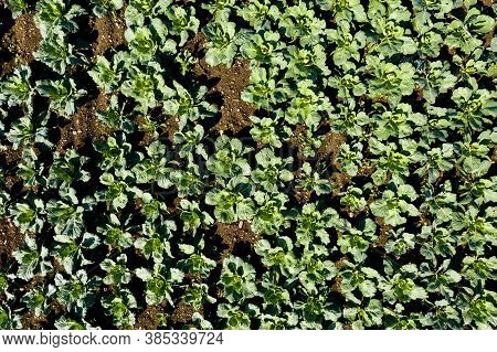 Cabage Crops In Rows On The Field On Summer Day. Aerial Agriculture Background