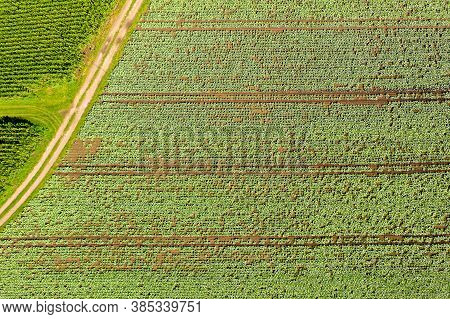 Cabage Crops In Rows On The Field On Summer Day. Aerial Agriculture Background