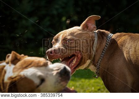 Two Dogs Amstaff Terrier Fighting Over Food. Young And Old Dog Agressive Behaviour. Canine Theme