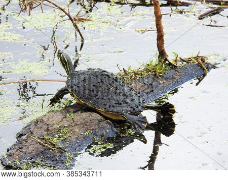 Yellow-bellied Slider Sunning Itself On A Log In Florda