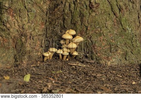 The Pholiota Mushroom In A State Park In Wisconsin