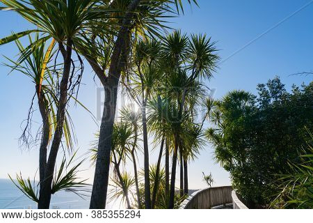Sun Burst Through Tall Spindly Cabbage Trees Above Wooden Walkway To Cathedral Cove.
