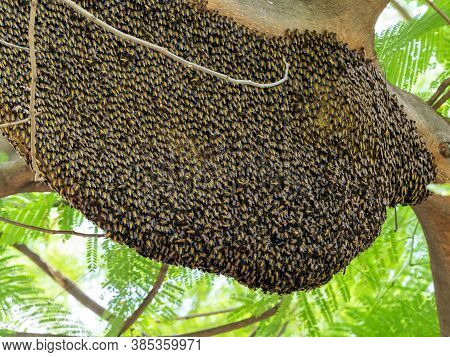 Closeup Huge Beehive Of Giant Honey Bees On A Branch