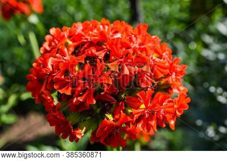 Flowers In The Summer Garden, Red With A Large Bud On A Green Background.