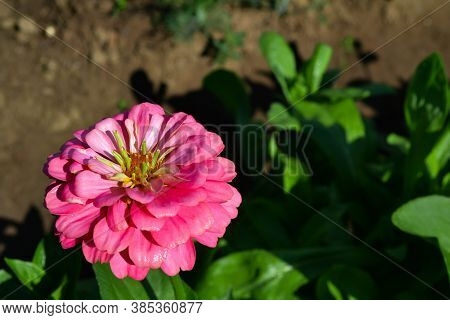 Pink Flower With Beautiful Petals In A Summer Garden With Green Leave.