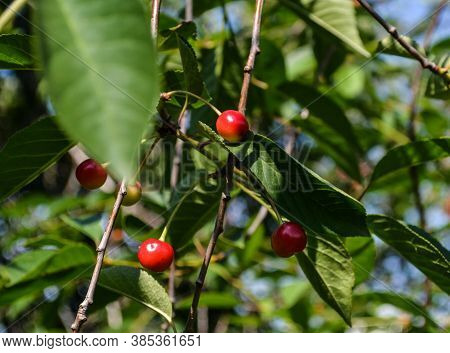 Red Berries On A Green Tree Cherry In A Summer Garden.