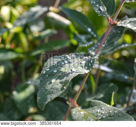 Morning Rain Drops On The Green Leaves Of Plants In The Summer Garden.