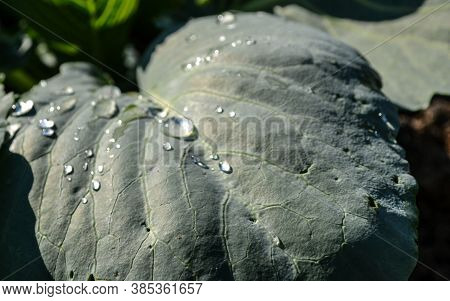 Dew Drops On Green Cabbage Leaves In The Autumn Garden Early In The Morning.