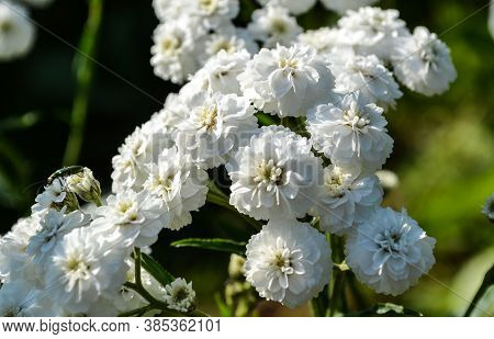 White-yellow Flower With Green Grass In A Summer Park, Chamomile.