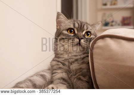 Beautiful Grey Scottish Young Cat Sitting On The Coach In The Interior Of Livingroom