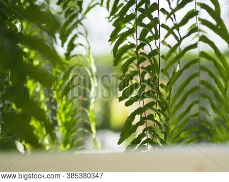 Tiger Fern, Lomariopsidaceae, Nephrolepis Sp. Cultivar Planted In Ornamental Plants By Garden, Hangi
